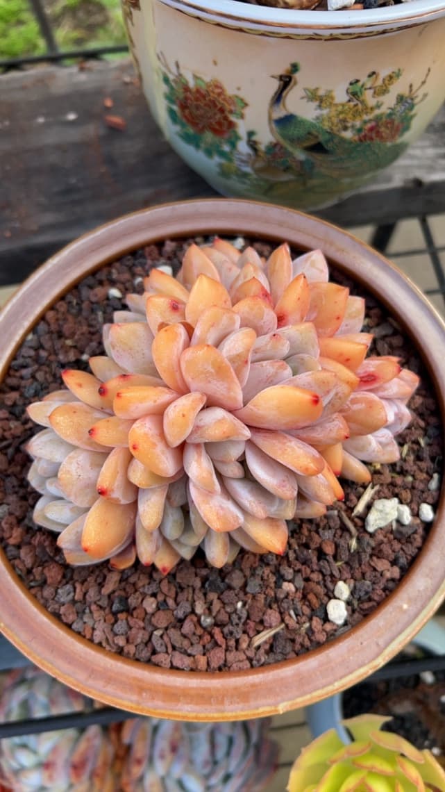 Orange Succulent