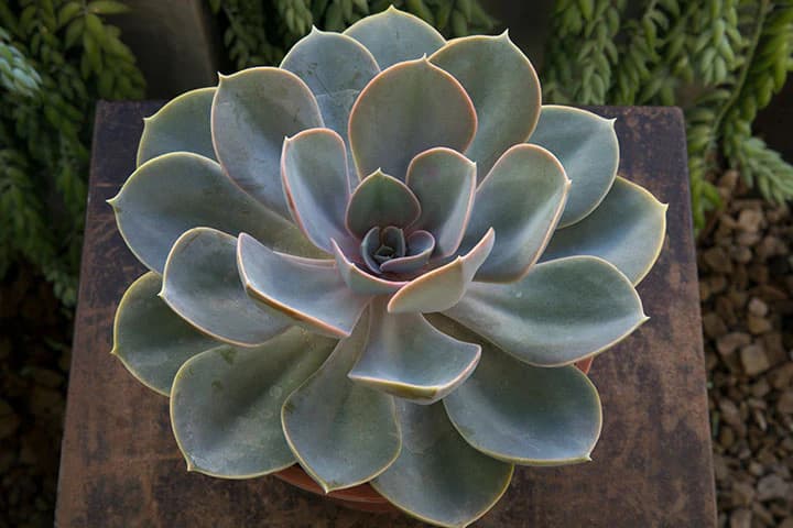 Echeveria elegans