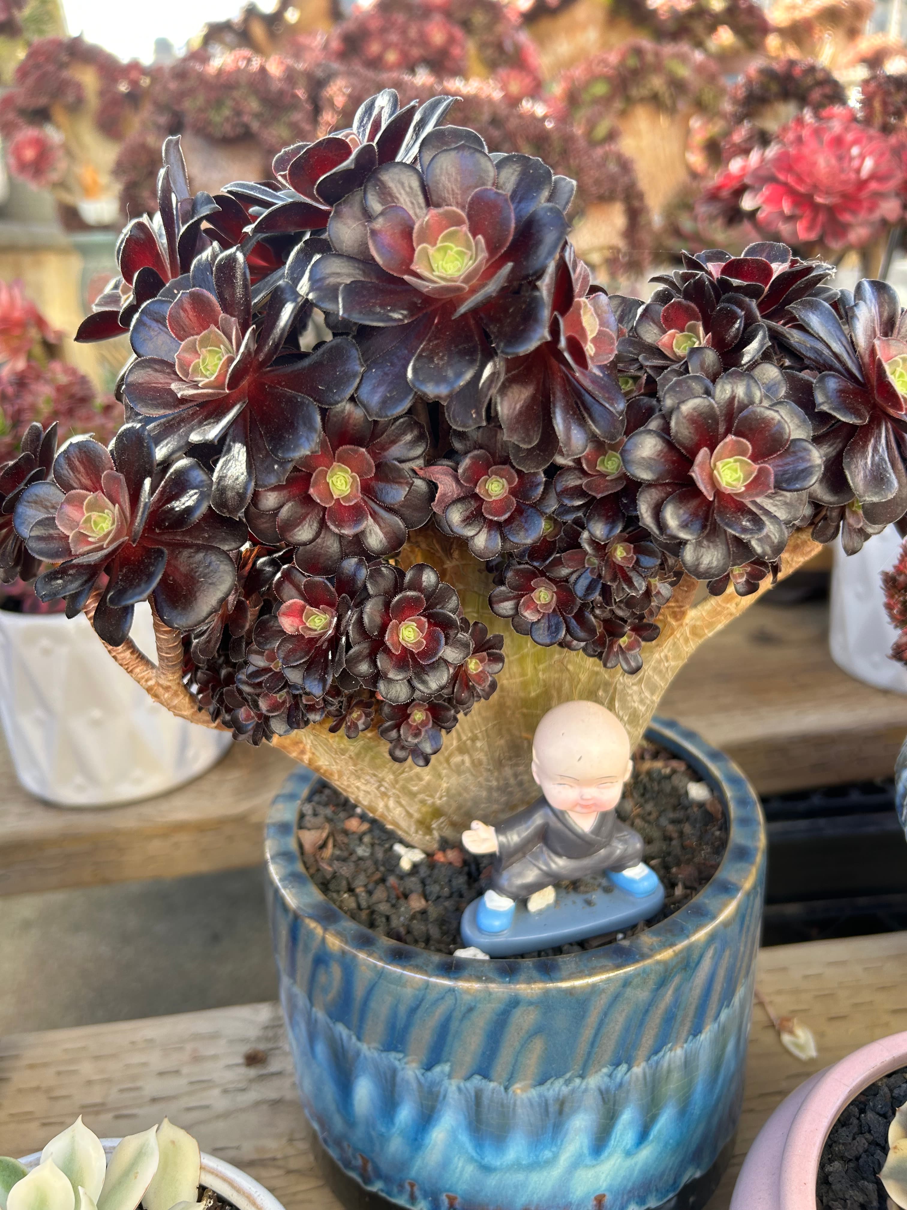 Black Rose Aeonium