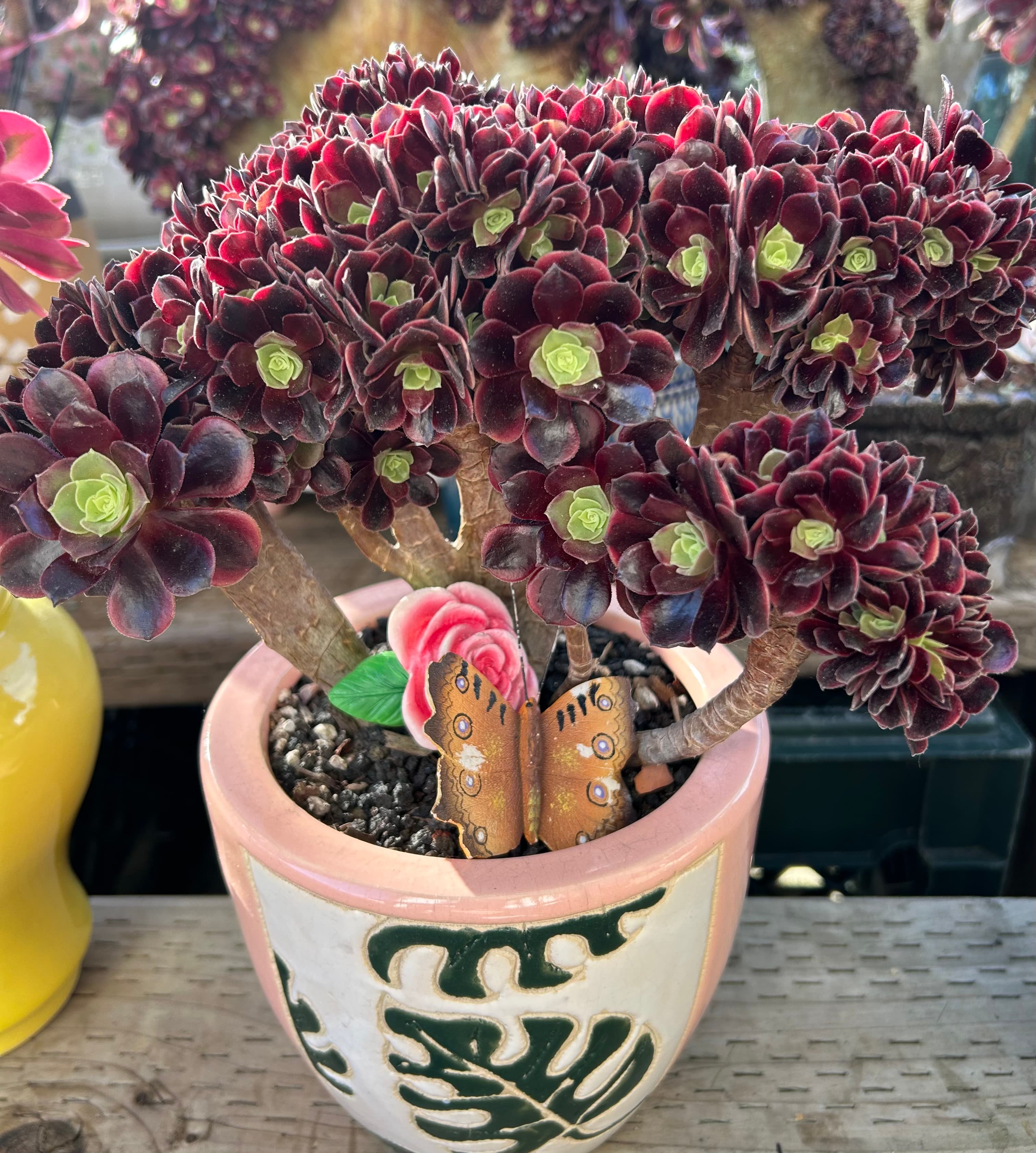 Black Rose Aeonium