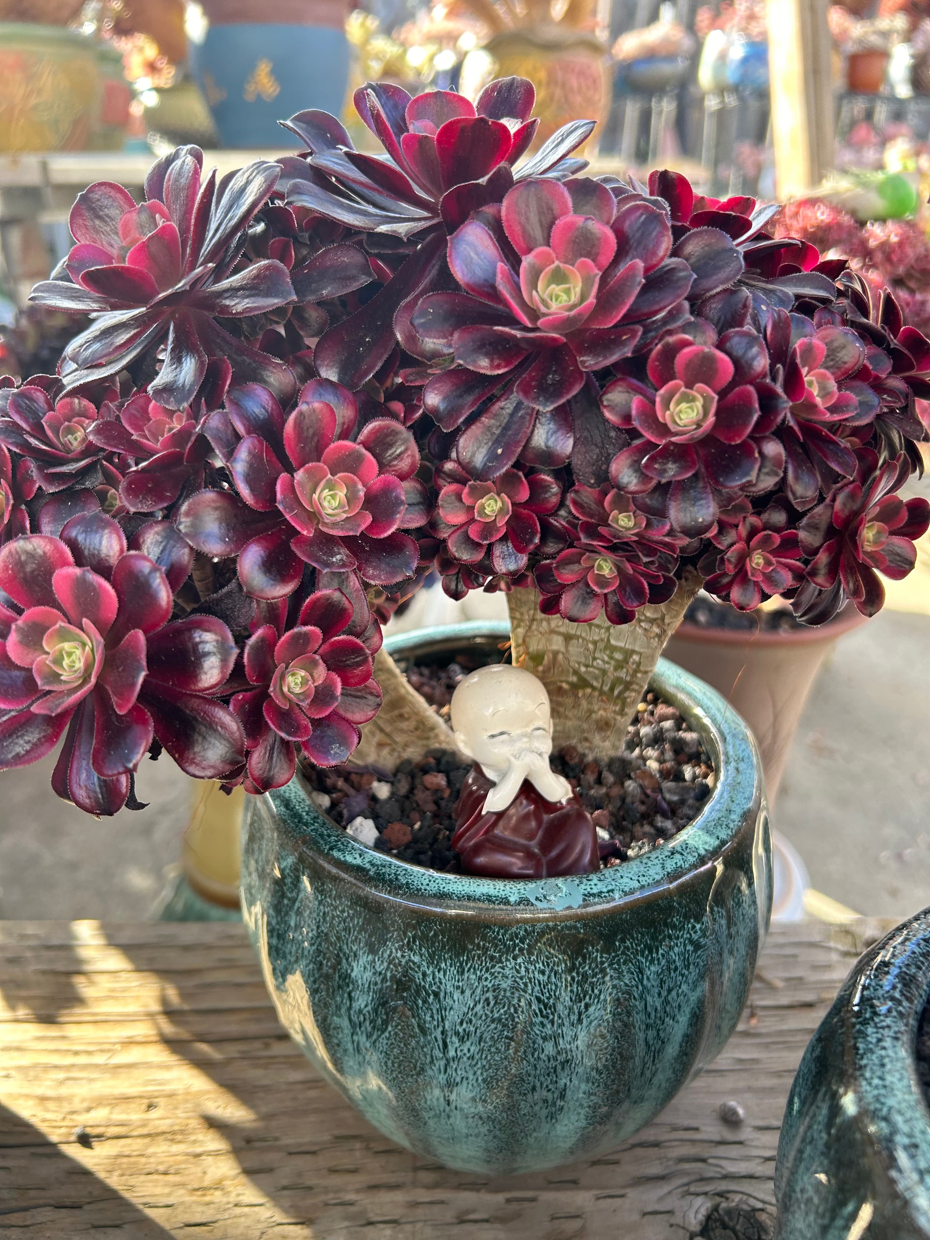 Aeonium arboreum 'Zwartkop'