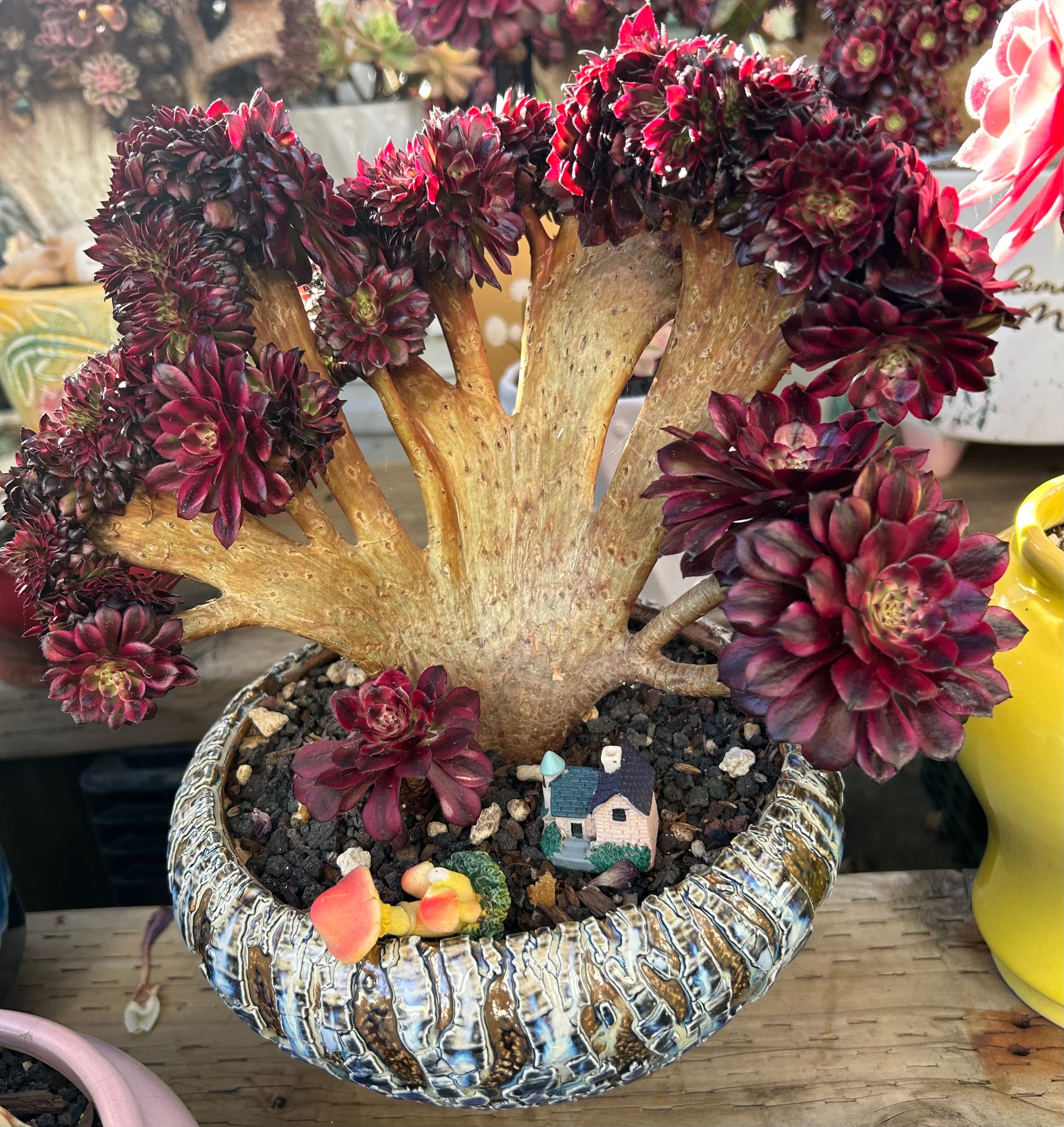 Aeonium Arboreum