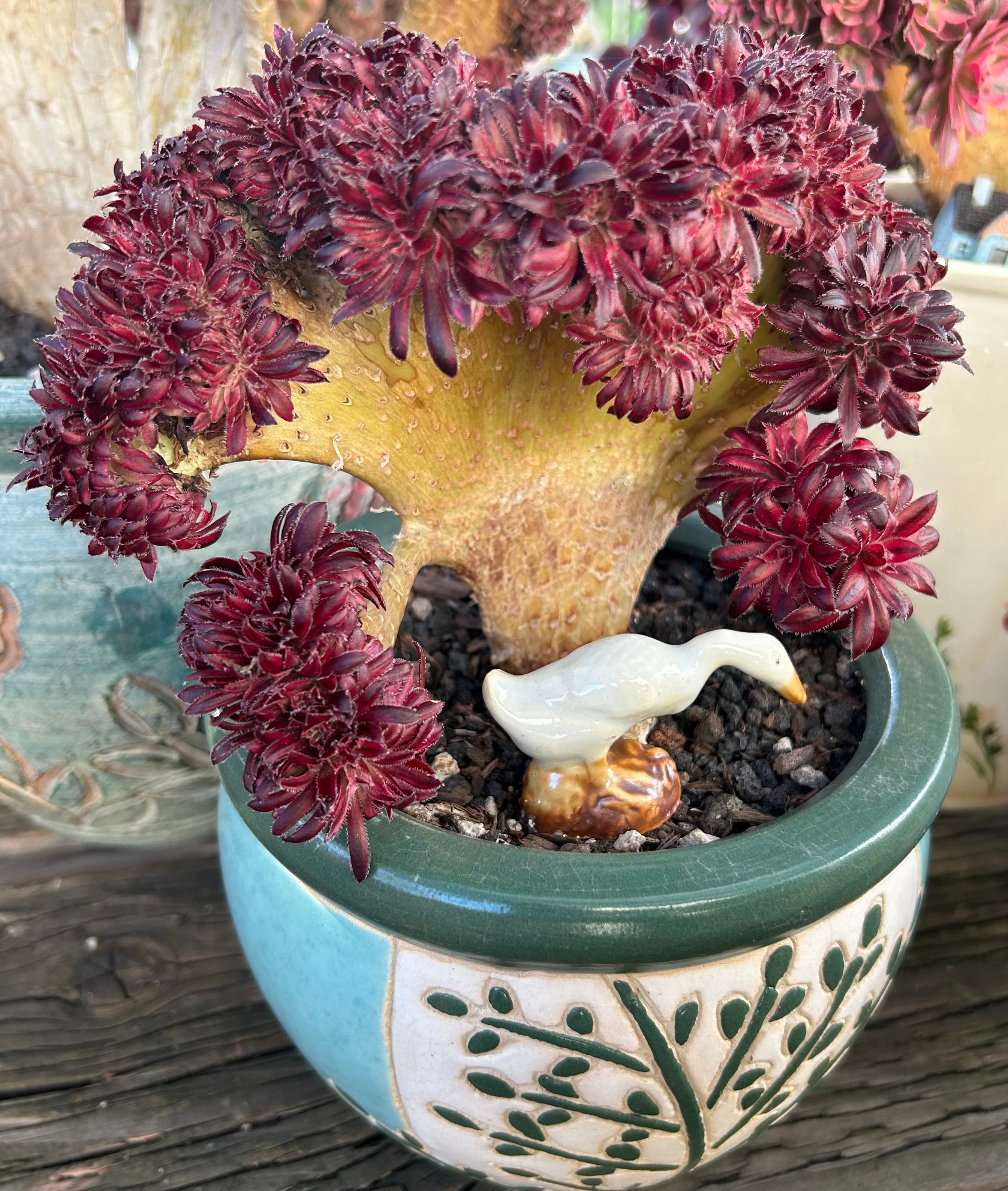 Aeonium Arboreum Black Rose
