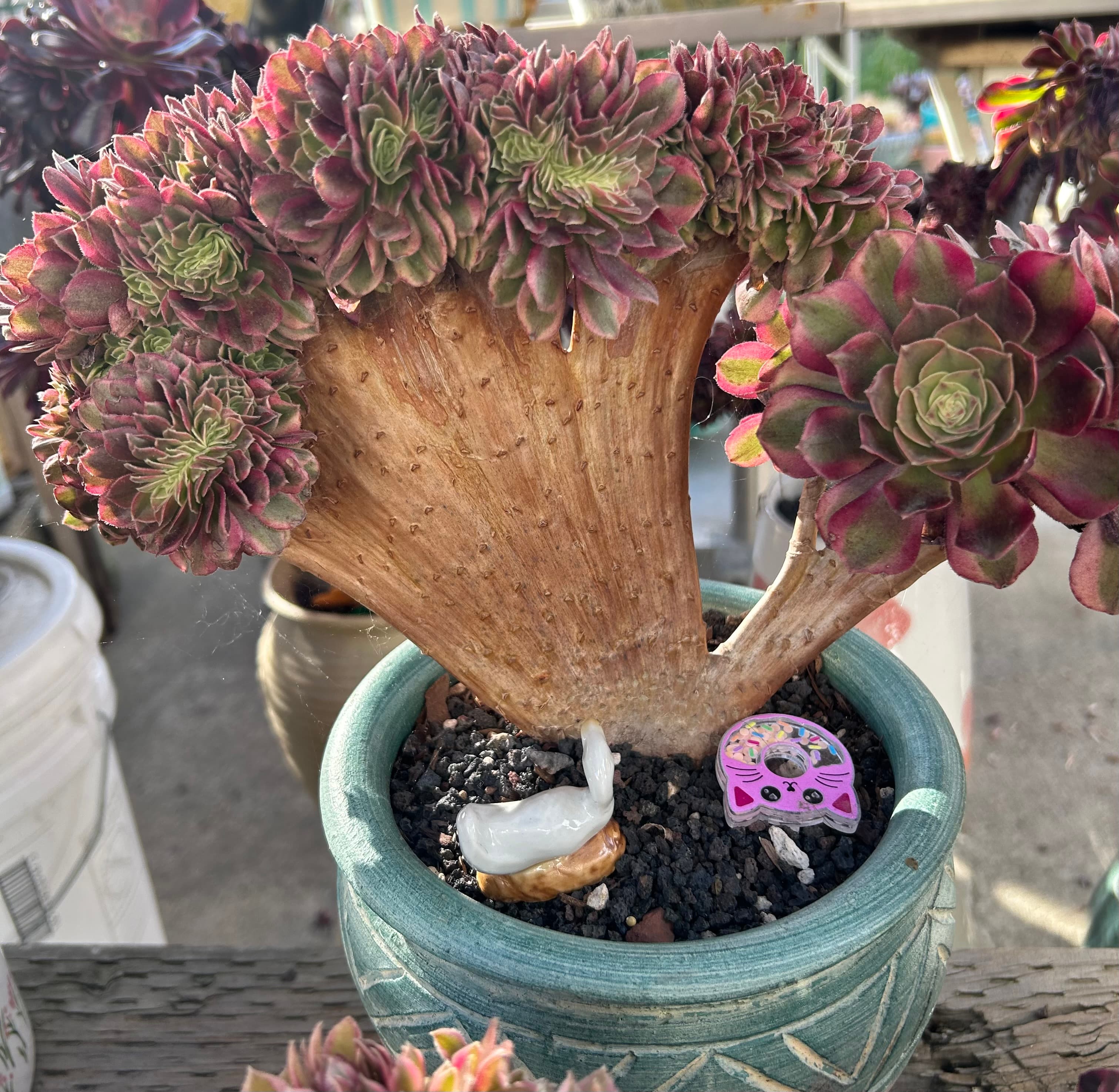 Tree Aeonium
