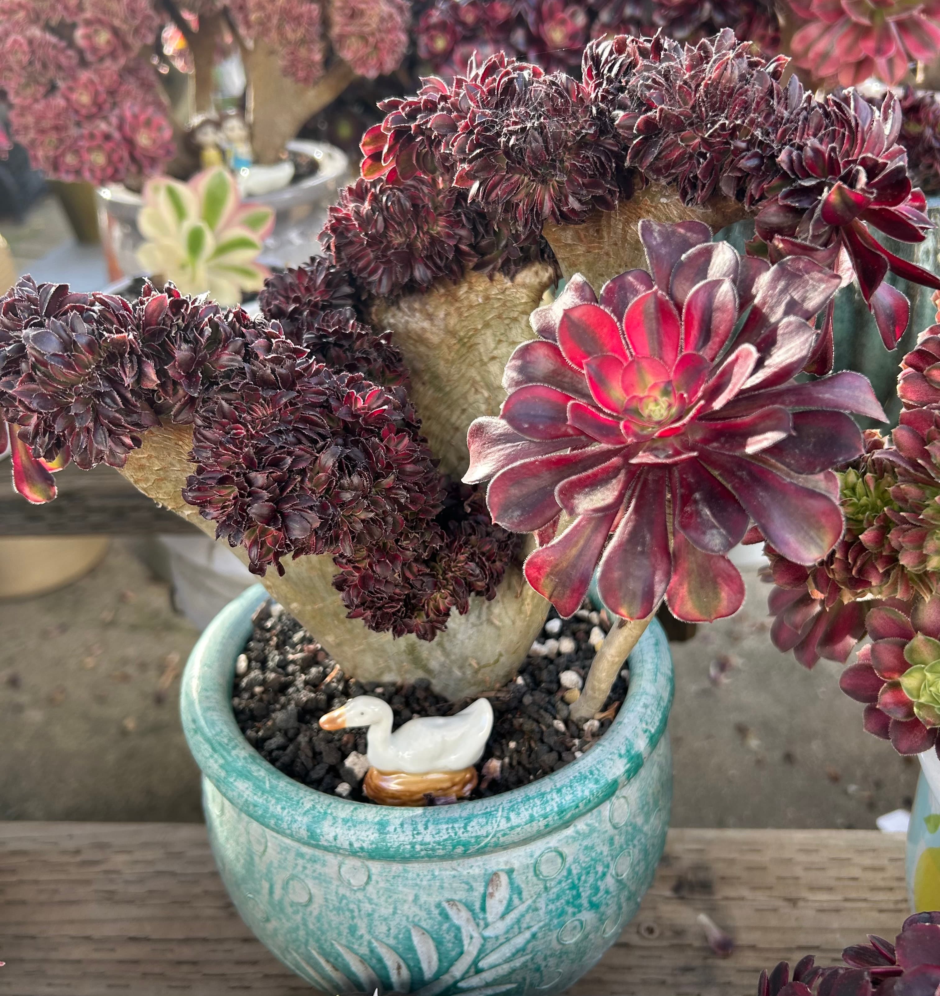 Aeonium Arboreum Black Rose